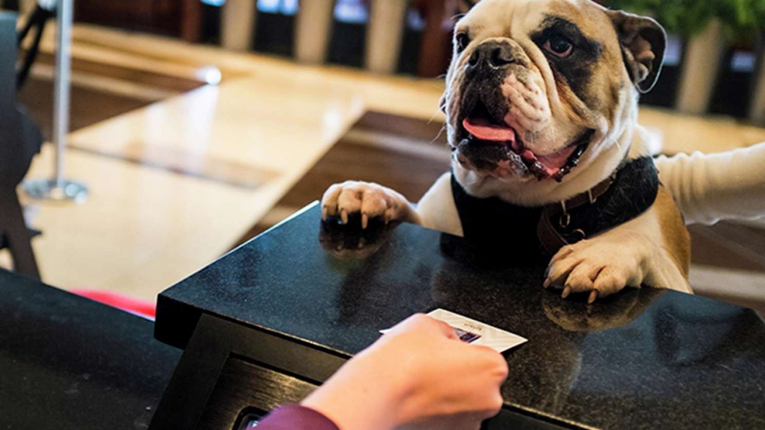 Pet Friendly Hotels in Las Vegas