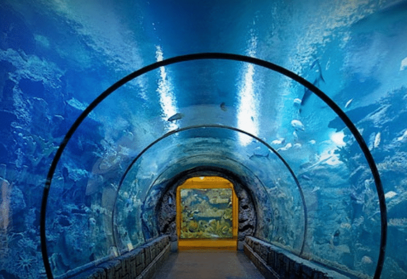 Mandalay Bay Aquarium Shark Reef