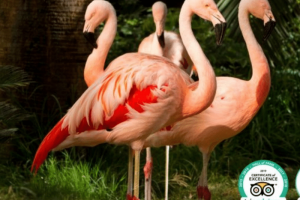 Wildlife Habitat at the Flamingo