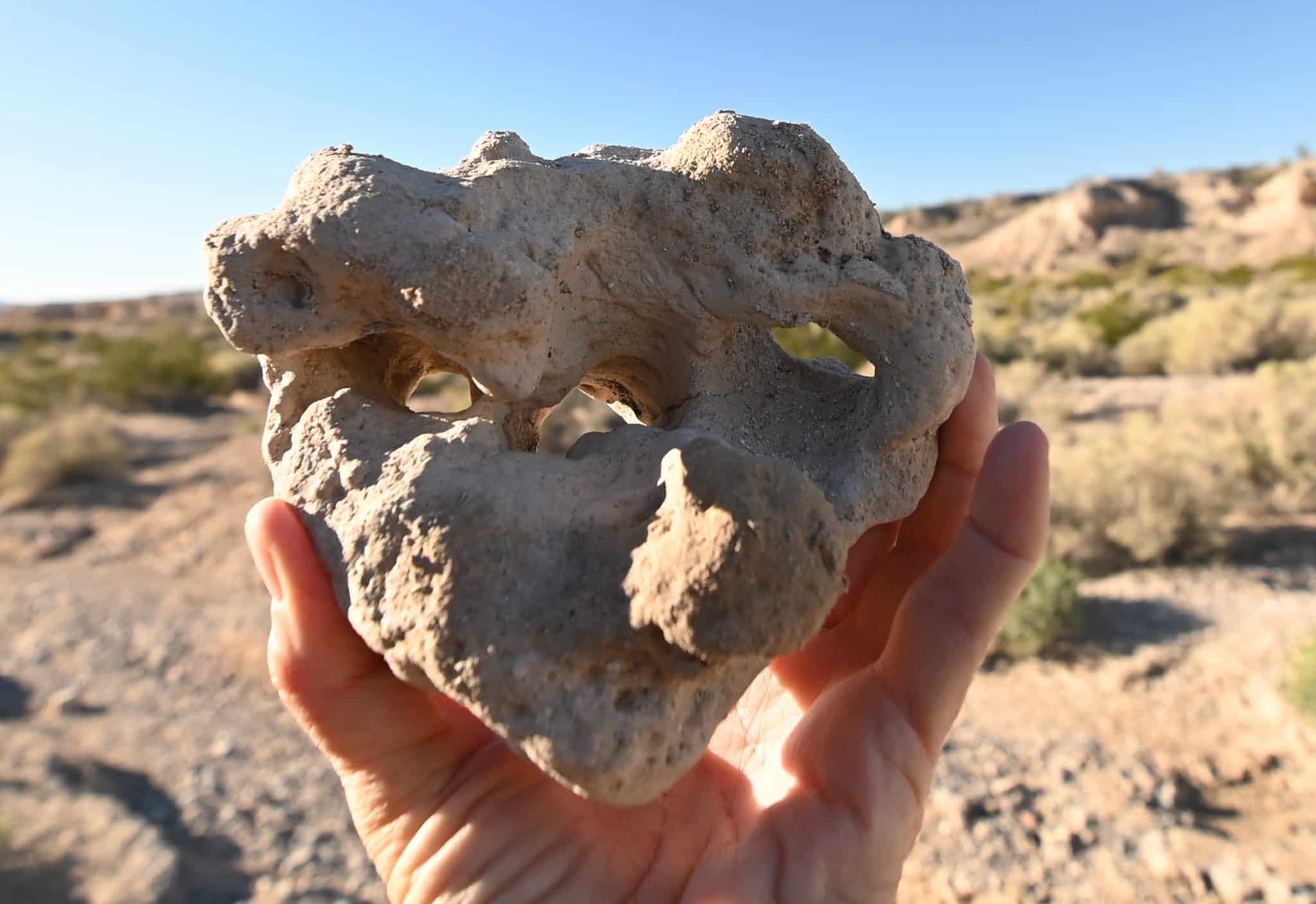 Ice Age Fossils State Park Las Vegas Direct